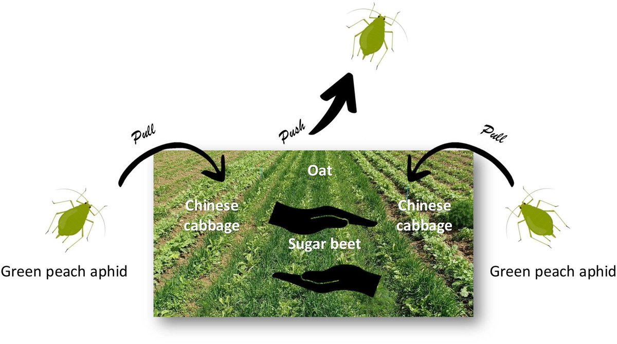 Entomologia Experimentalis et Applicata tweet media