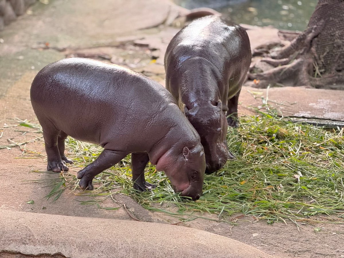 สวนสัตว์เปิดเขาเขียว ขอบคุณทุกความห่วงใยที่มีให้ "น้องหมูเด้ง" ยันดูแลตามมาตรฐานสากล พร้อมกางแผน "ฮิปโปวิลเลจ" 10 ไร่

สวนสัตว์เปิดเขาเขียว ขอขอบพระคุณทุกความห่วงใยและข้อเสนอแนะจากแฟนคลับทั่วโลก ยืนยันยึดถือ "ความสุขและสุขภาพ" ของสัตว์เป็นที่ตั้ง