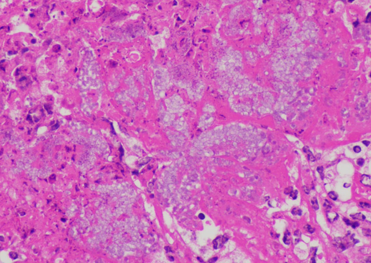 Shin@獣医病理学者 tweet media
