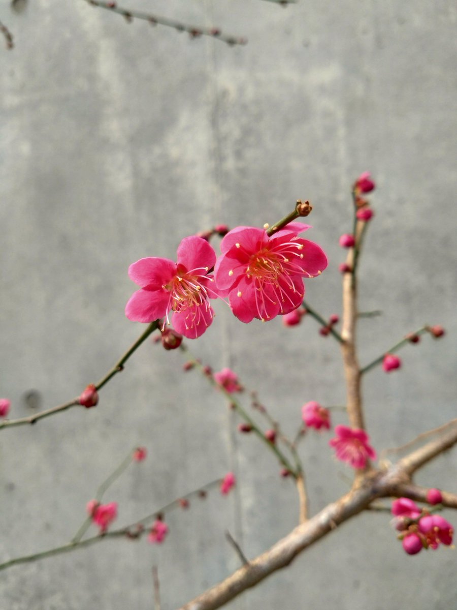 yoidore023's tweet image. 今日は梅が良い感じでした。