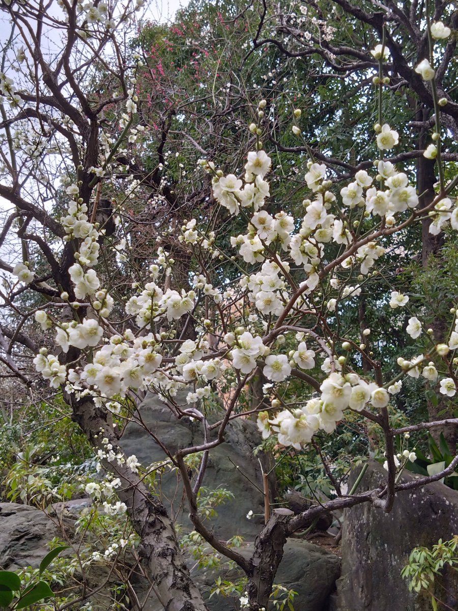 yoidore023's tweet image. 今日は梅が良い感じでした。