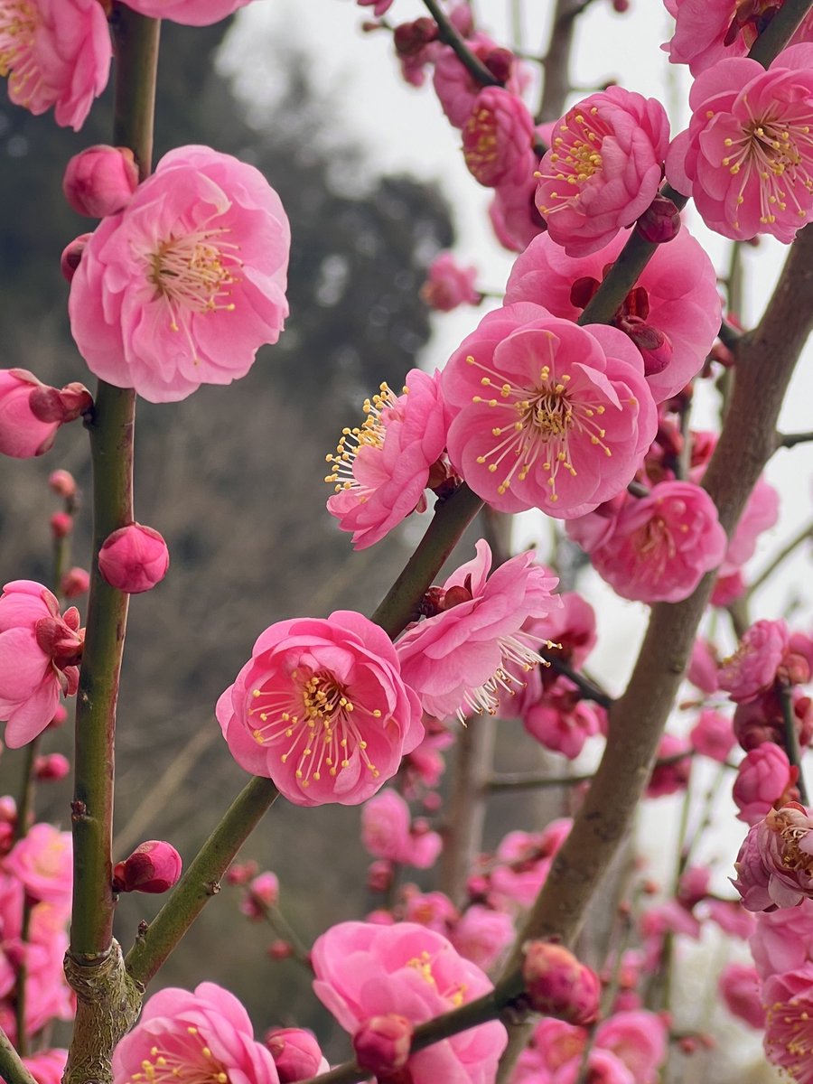 お昼にラーメン食べて
梅見に行って、先程焼肉食べてきてとにかく満足過ぎて苦しい🥰