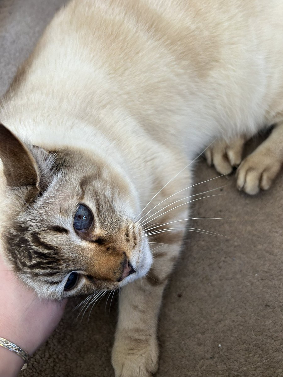 ⪩⪨ isy 이시 tweet media