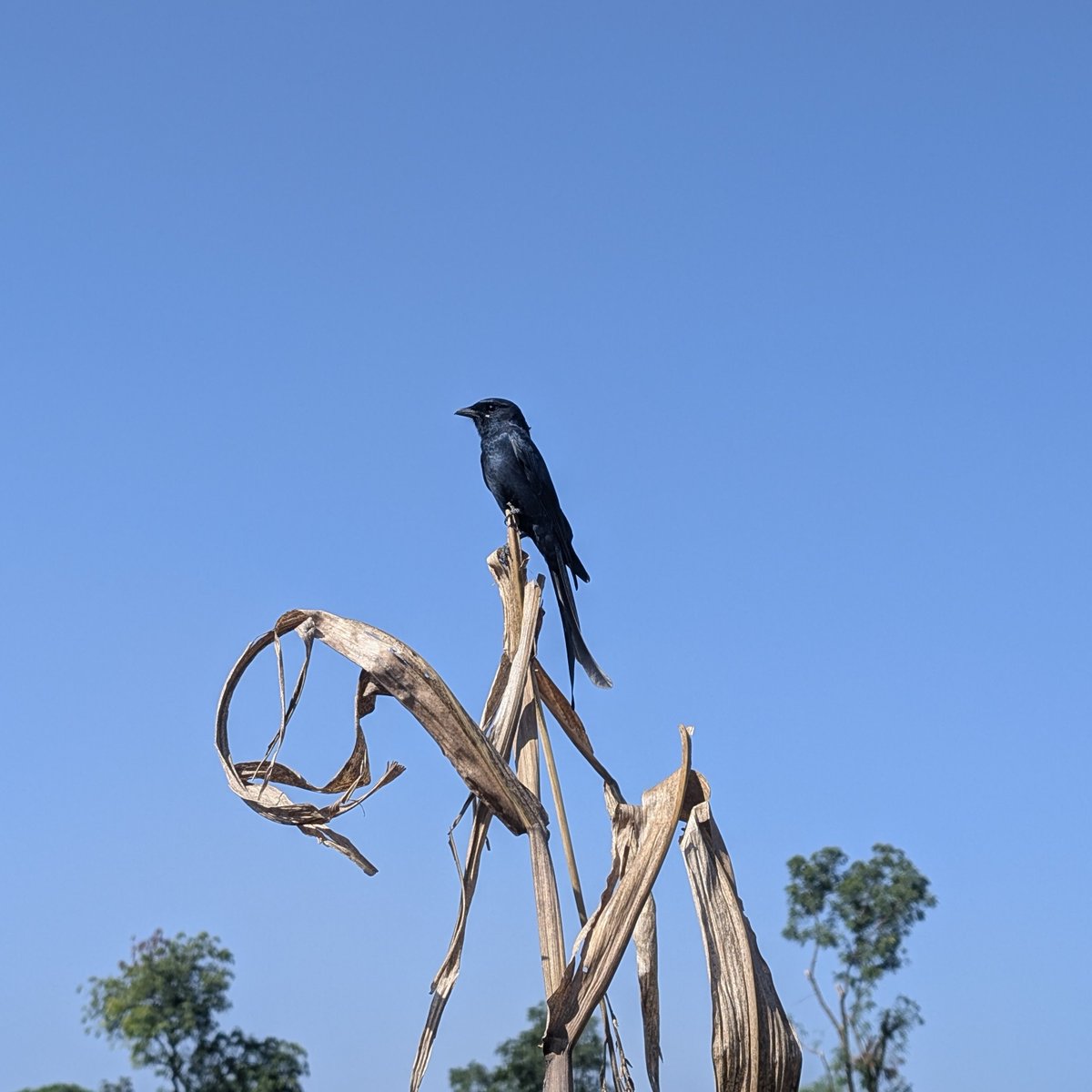 काळी चिमणी .
#teampixel