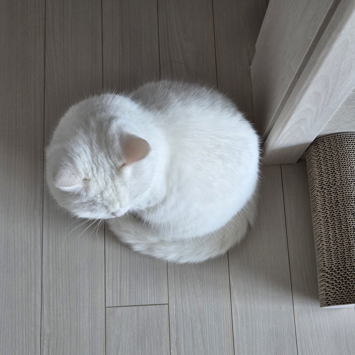 동그란 고양이 정말 동그래