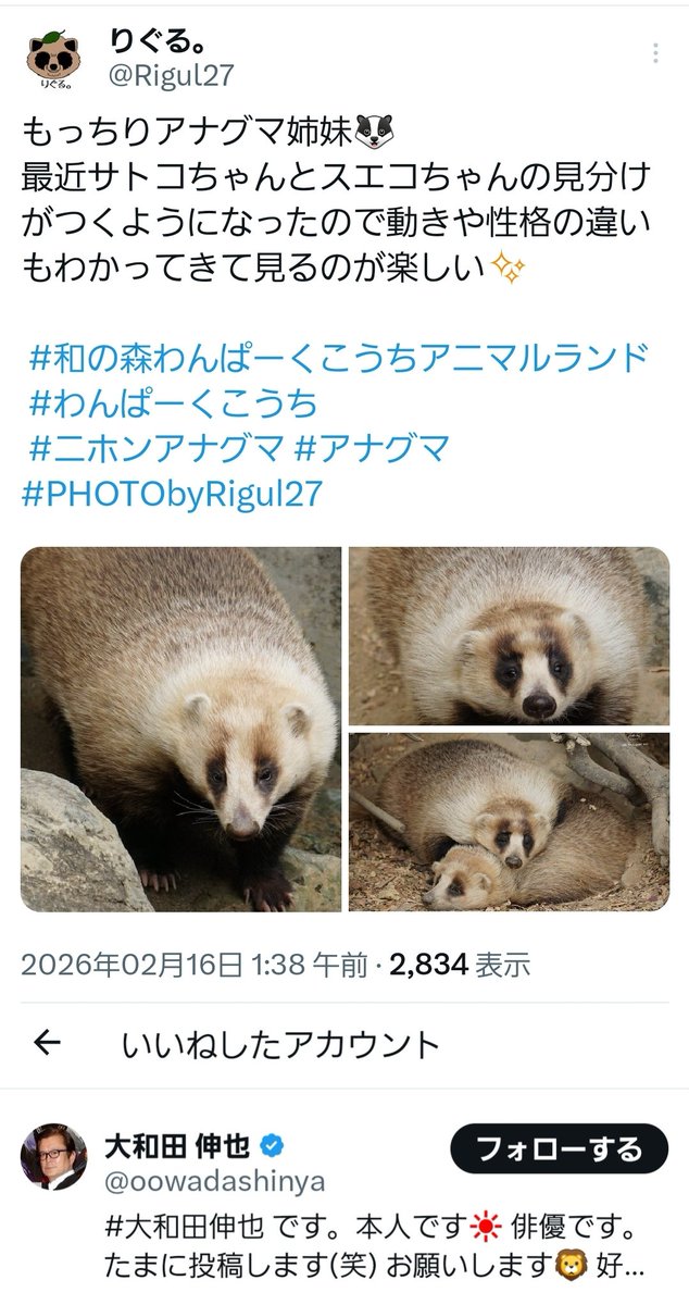 大和田伸也さんがアナグマ達のポストに♥くださってて嬉しい！
ポケモン好きなのは知ってるけどかわいい動物も好きなんだ👀✨
高知には高知だいすきポケモンのヌオーちゃんもいてポケモンとは縁のある県だし、いつか来てくださるといいな〜✨
その時は是非わんぱーくこうちでアナグマ達も見てほしい笑