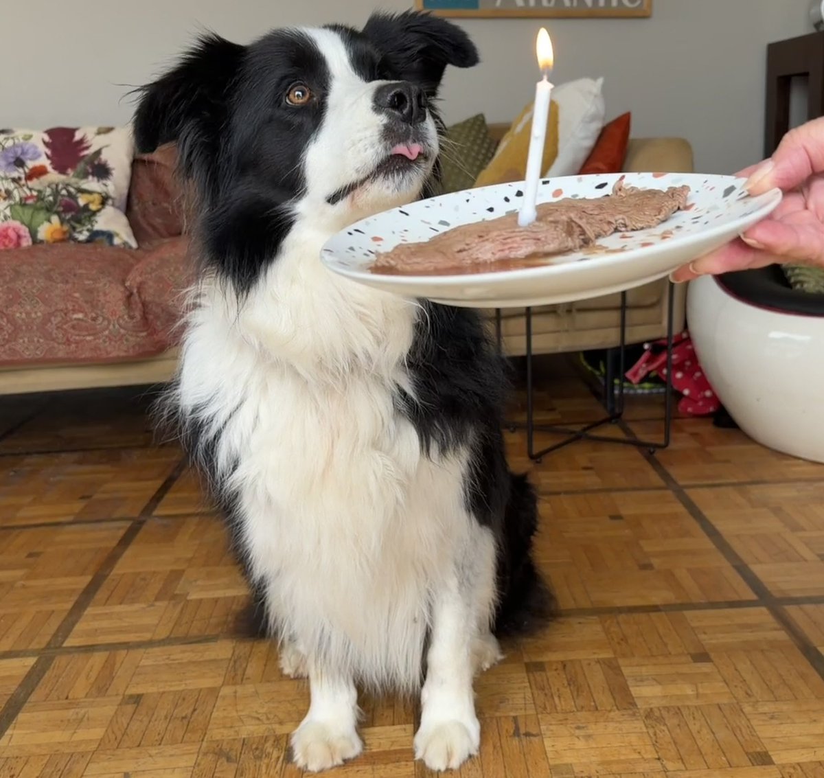 Bobby the Border Collie tweet media