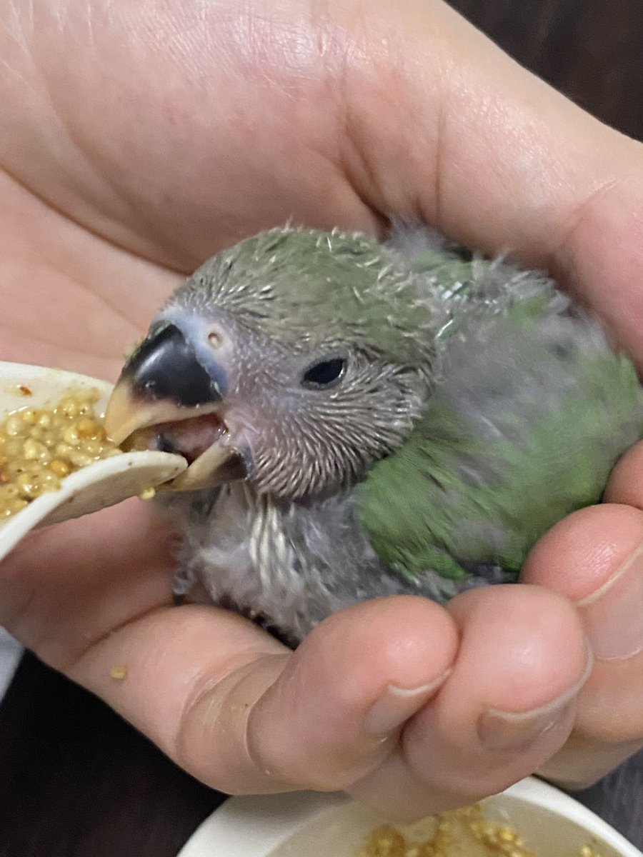 KokoMococ's tweet photo. @kazuebisawa ①桜文鳥　名前　さくら
　お迎え時期は4周目くらいかと
②コザクラインコ　名前　もも
　お迎え時期は4週目くらいかと https://t.co/AoocxgprFq