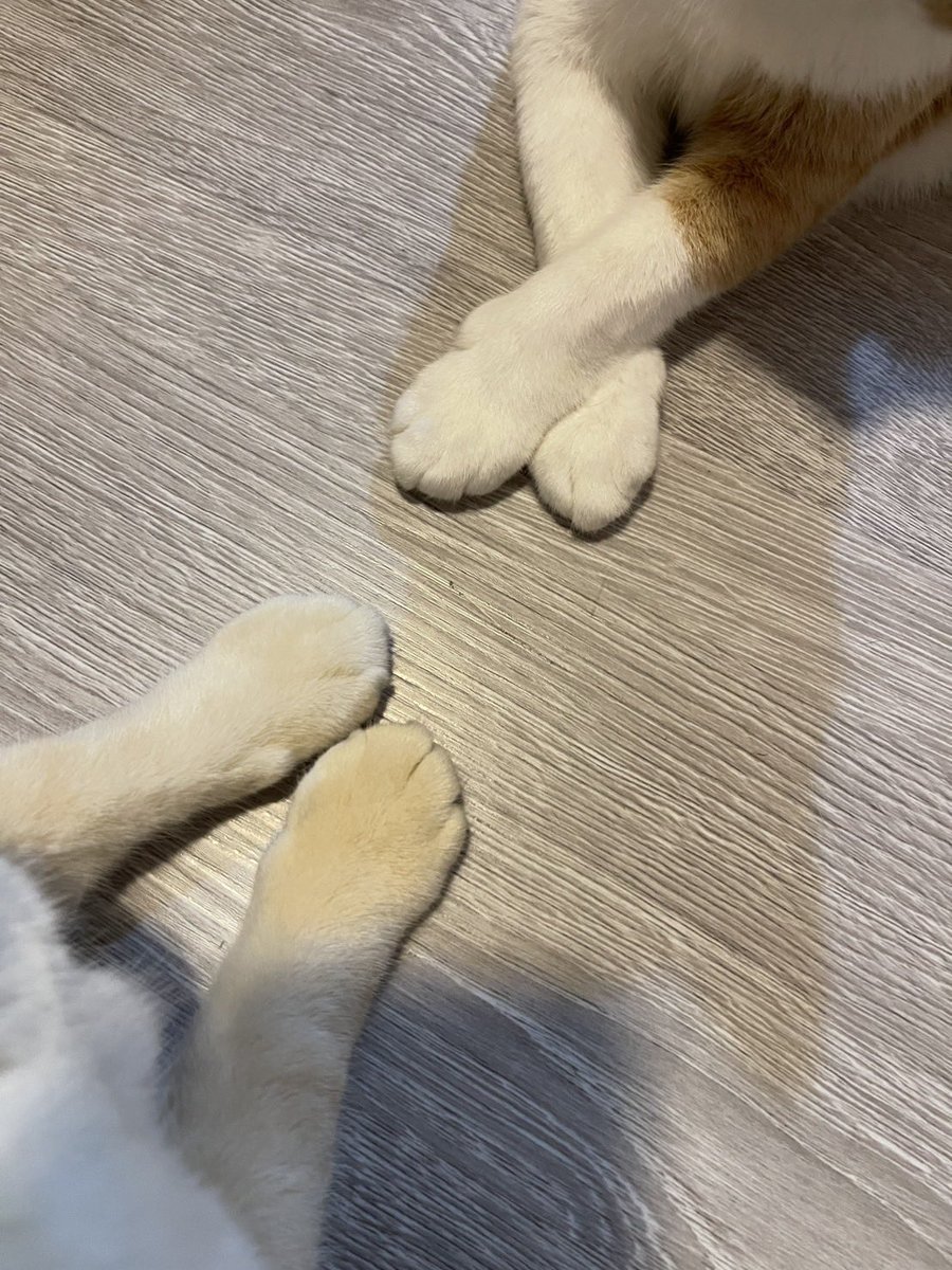 ติงนึงติงน่ารัก ติงนึงติงแมวเปด