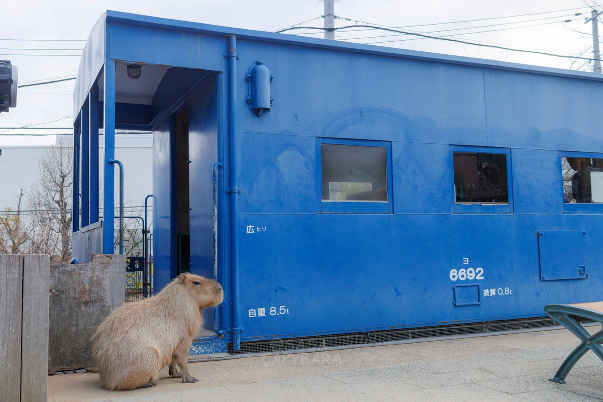 カピバラページ おやすみなさい…✨️ #カピバラ #capybara #王子動物園