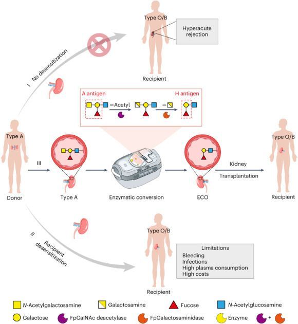 American Journal of Transplantation tweet media