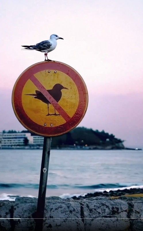 Emir kipine karşı benim alerji