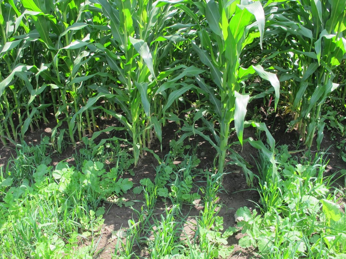 University of Vermont Extension NW Crops and Soils tweet media