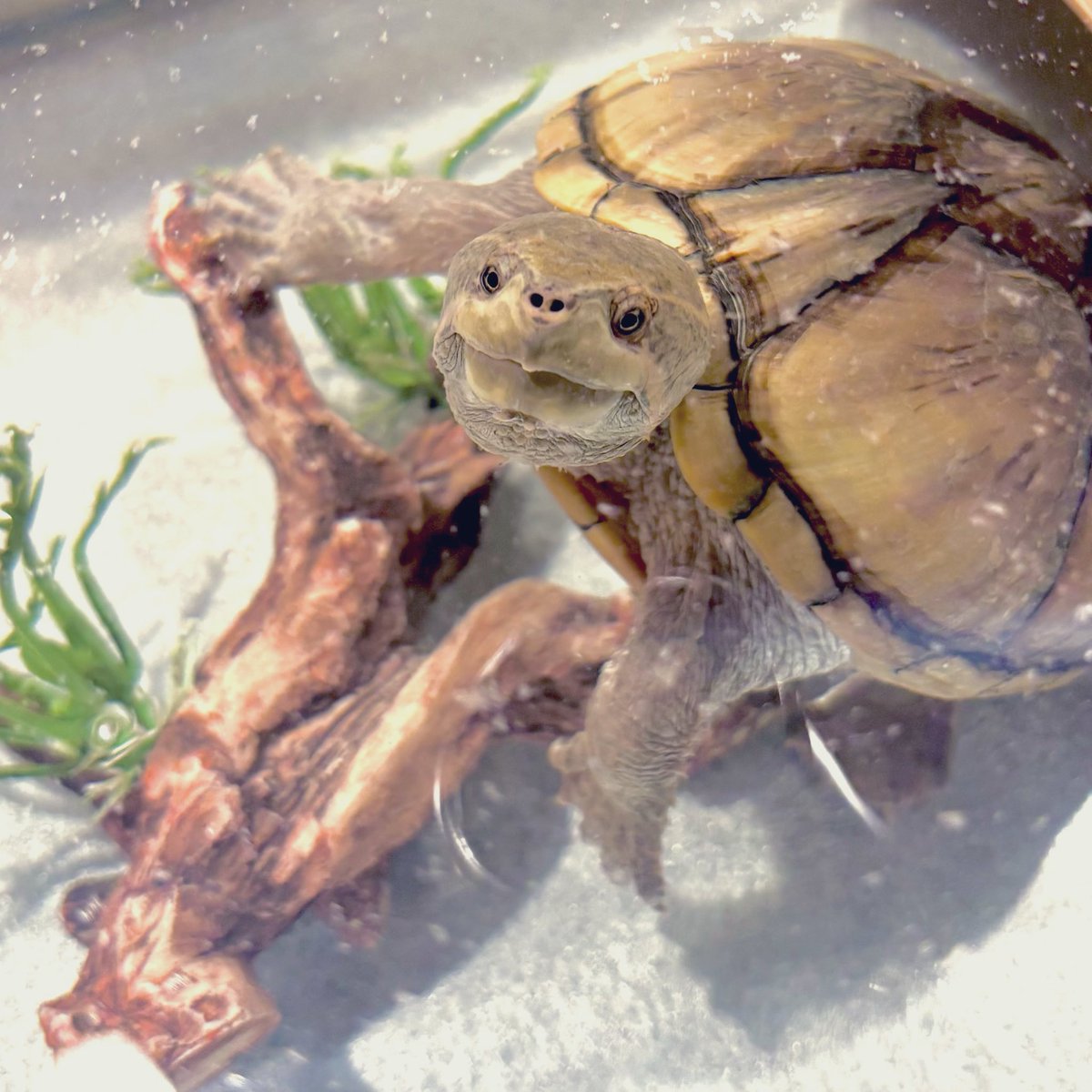 現在のゴマ🐢大きくなったねえ