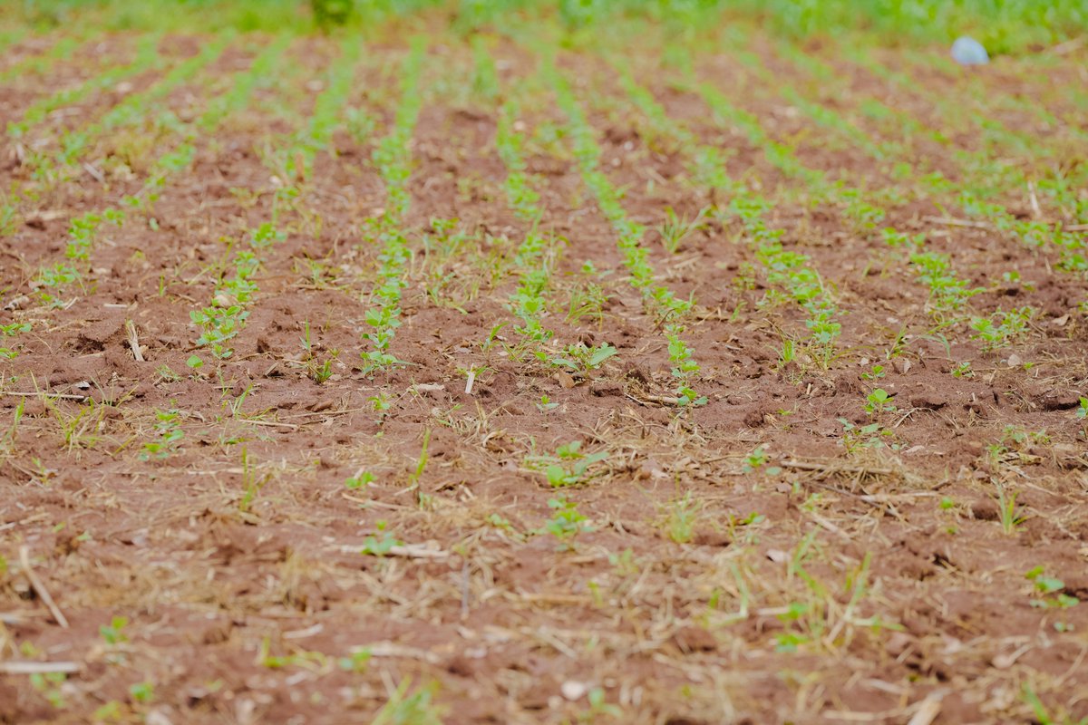 Private Agricultural Sector Support (PASS) Trust tweet media