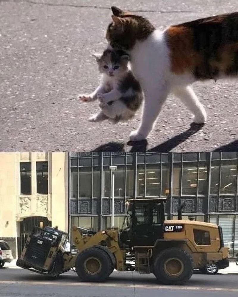 No Cats No Life (@nocatsnolife_m) on Twitter photo 