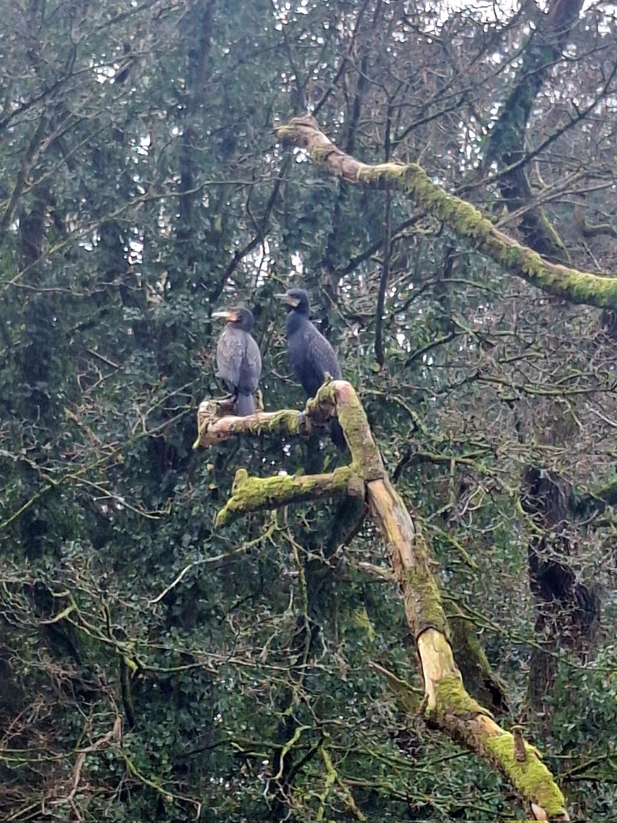 Grey Heron in the old canal and Cormorants above the Lagan from today's walk. Lots of wild garlic and bluebells coming.