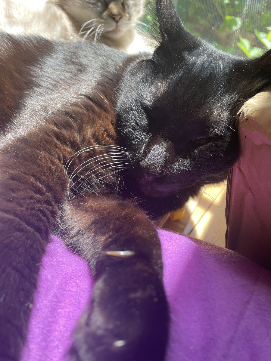 おいも tweet media