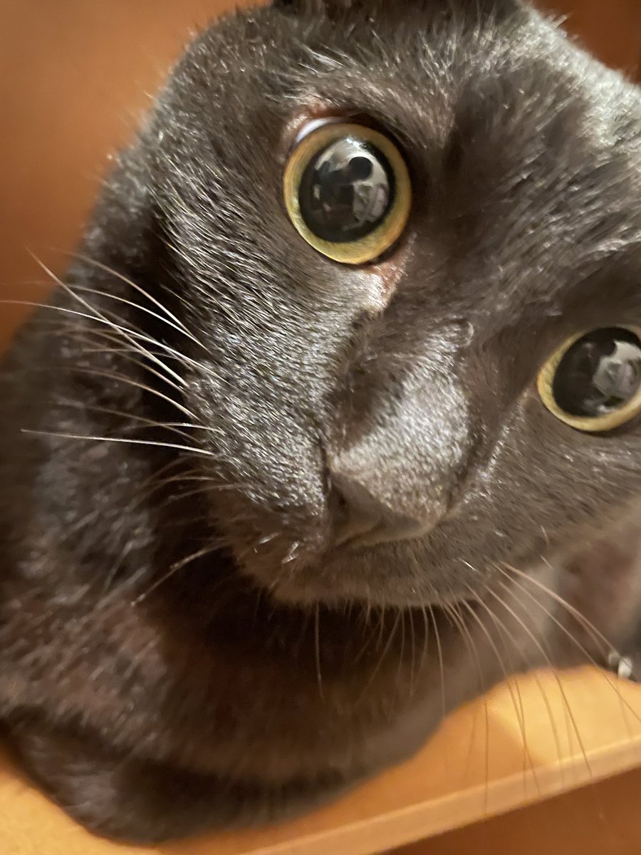 おいも tweet media