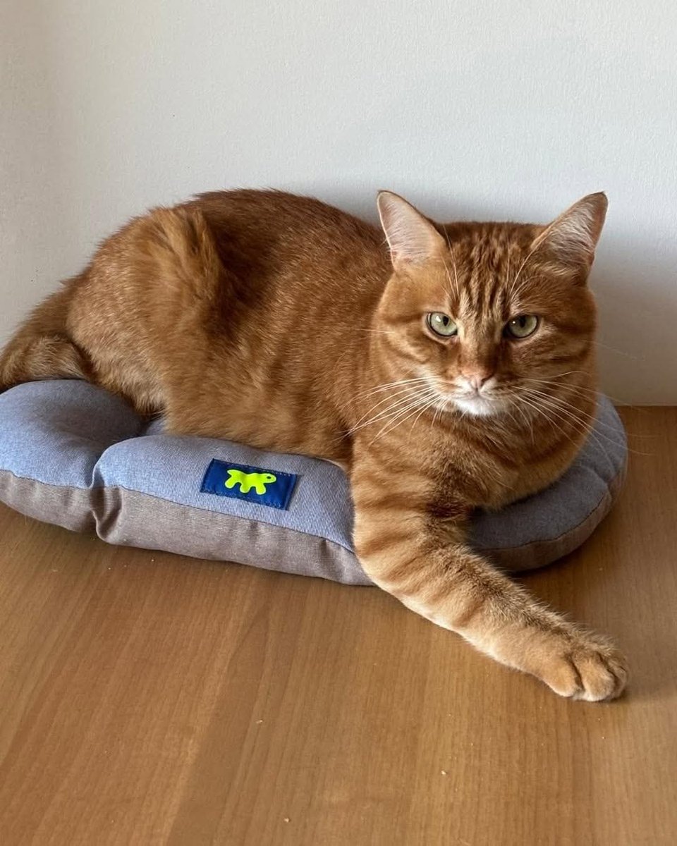 Gattile di Cuneo,Kiru sta cercando una nuova famiglia!!
È abituato alla vita di casa e a vivere con altri gatti , meglio se piccoli e giocherelloni !! 
Età: 3 anni 
X info 3491445712 X ADOTTARE PRENDERE SEMPRE APPUNTAMENTO ( WHATSAPP)