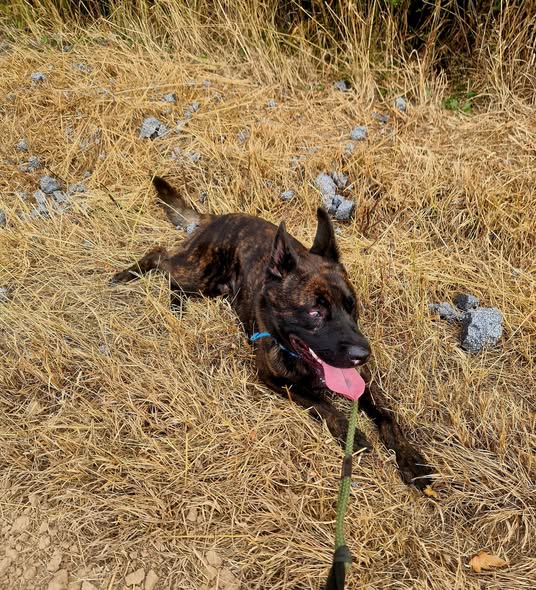 Goose is 2yrs old and he is a very clever boy. Goose is looking for a child and pet free home with #DutchHerder exp to meet his needs 
#dogs #germanshepherd #Notts 
gsrelite.co.uk/goose/