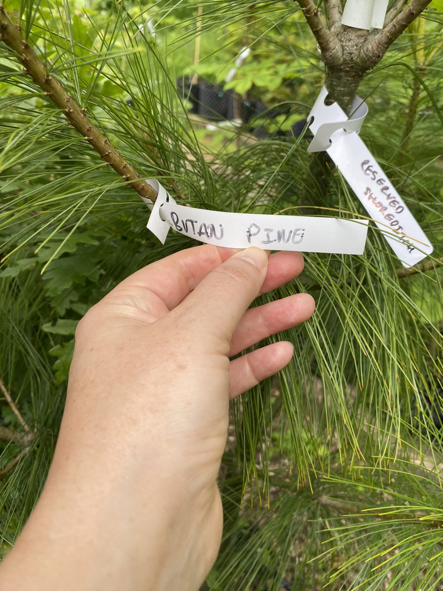 UrbanTreeFestival tweet media