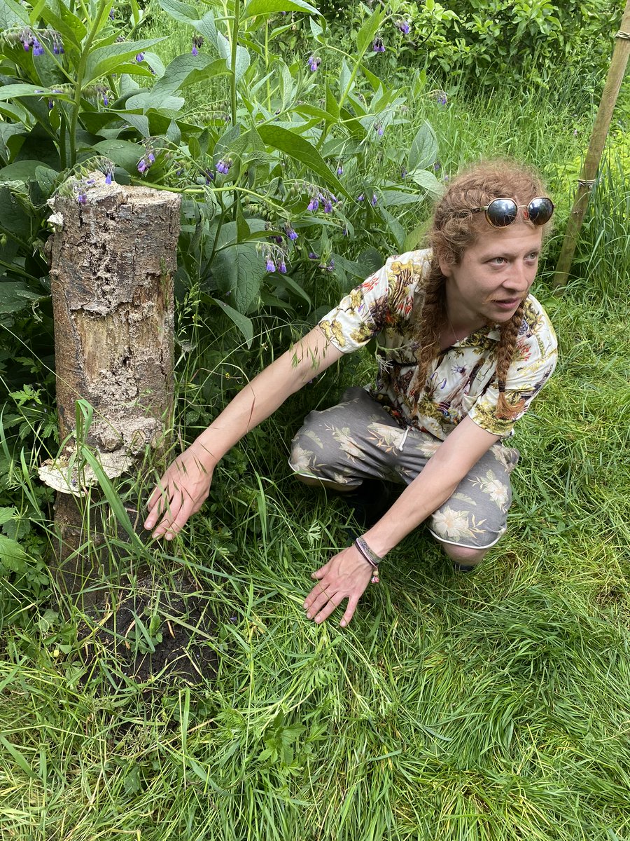 UrbanTreeFestival tweet media