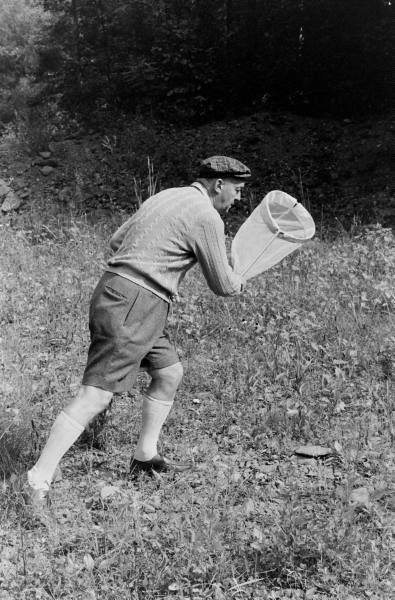Vladimir Nabokov hunting butterflies.