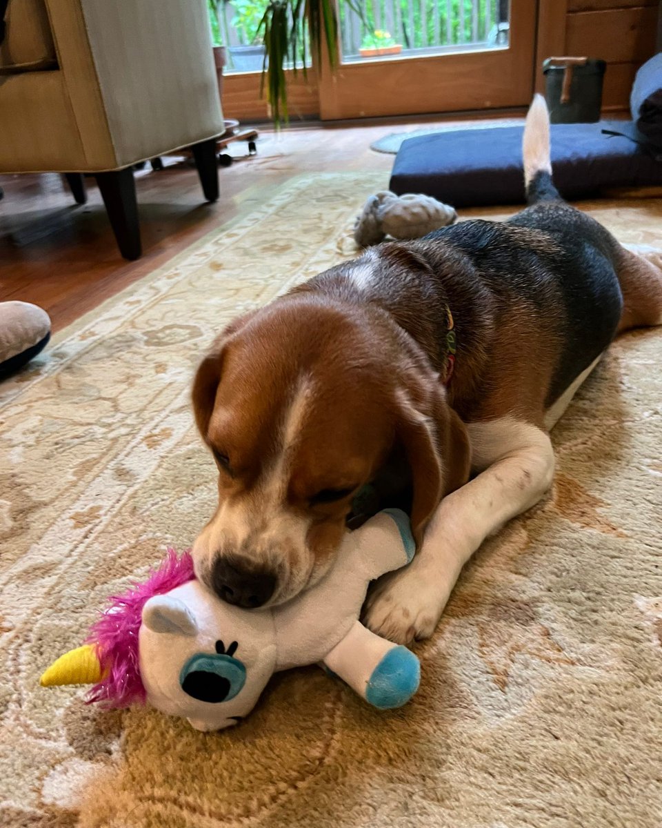 Beagle Facts tweet media