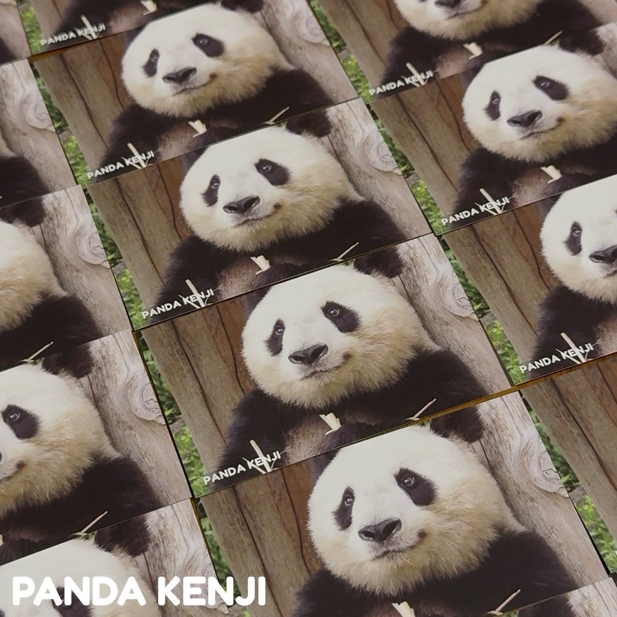 1,000枚以上の タンタンのパンダカード🐼