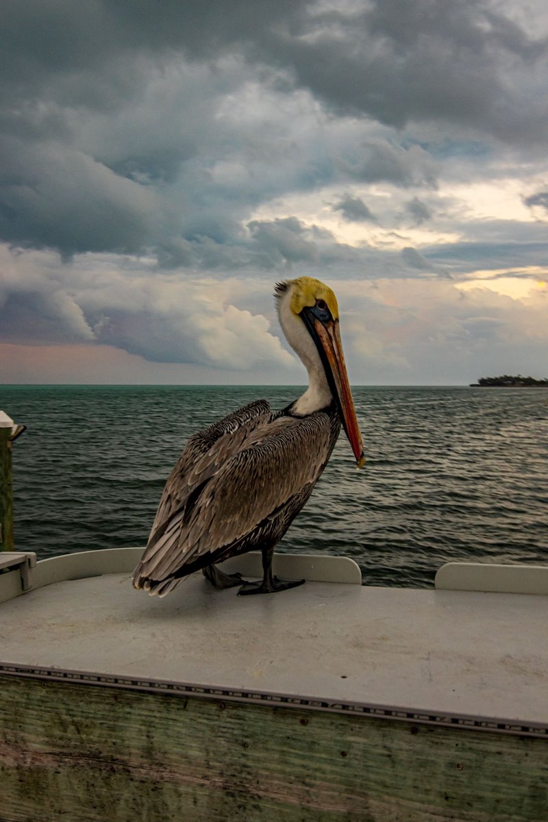 I really❤️pelicans