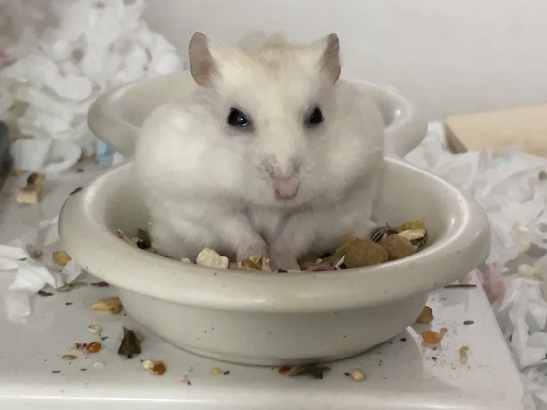 볼빵빵 부숭부숭이