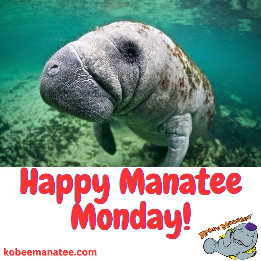 Kobee Manatee® tweet media