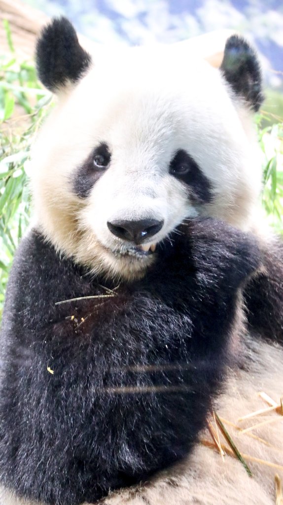 パンダコパンダ🐼 (@RiRiLOVE1513) / Posts / X