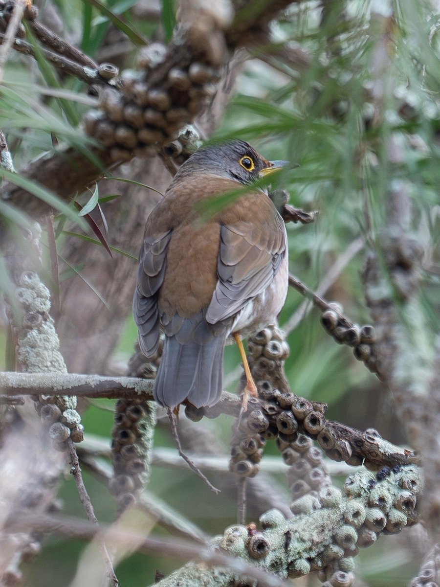 Japan_NatureW's tweet photo. 公園の野鳥
やっと、いつもの公園で会えた。
すごい目力😳
#シロハラ #palethrush 
#野鳥観察 #birdwatching https://t.co/qst3JXiyBE