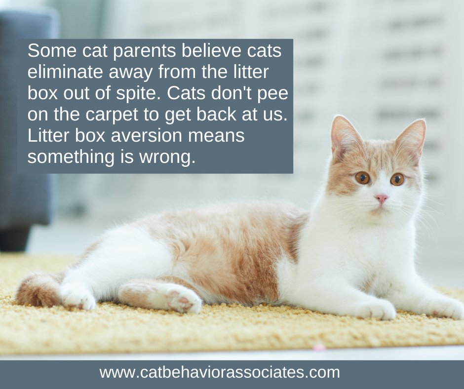 If your cat is avoiding the litter box, it's not due to spite, stupidity, or being lazy. There's a legitimate reason. Start by making sure there isn't an underlying medical reason. Also, take a good look at whether the litter box set-up you've created is appealing, clean, and