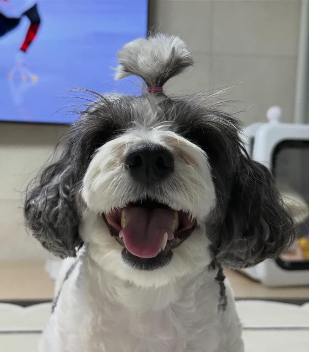 🐱🧣 tweet media