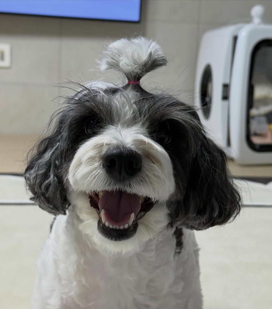 🐱🧣 tweet media