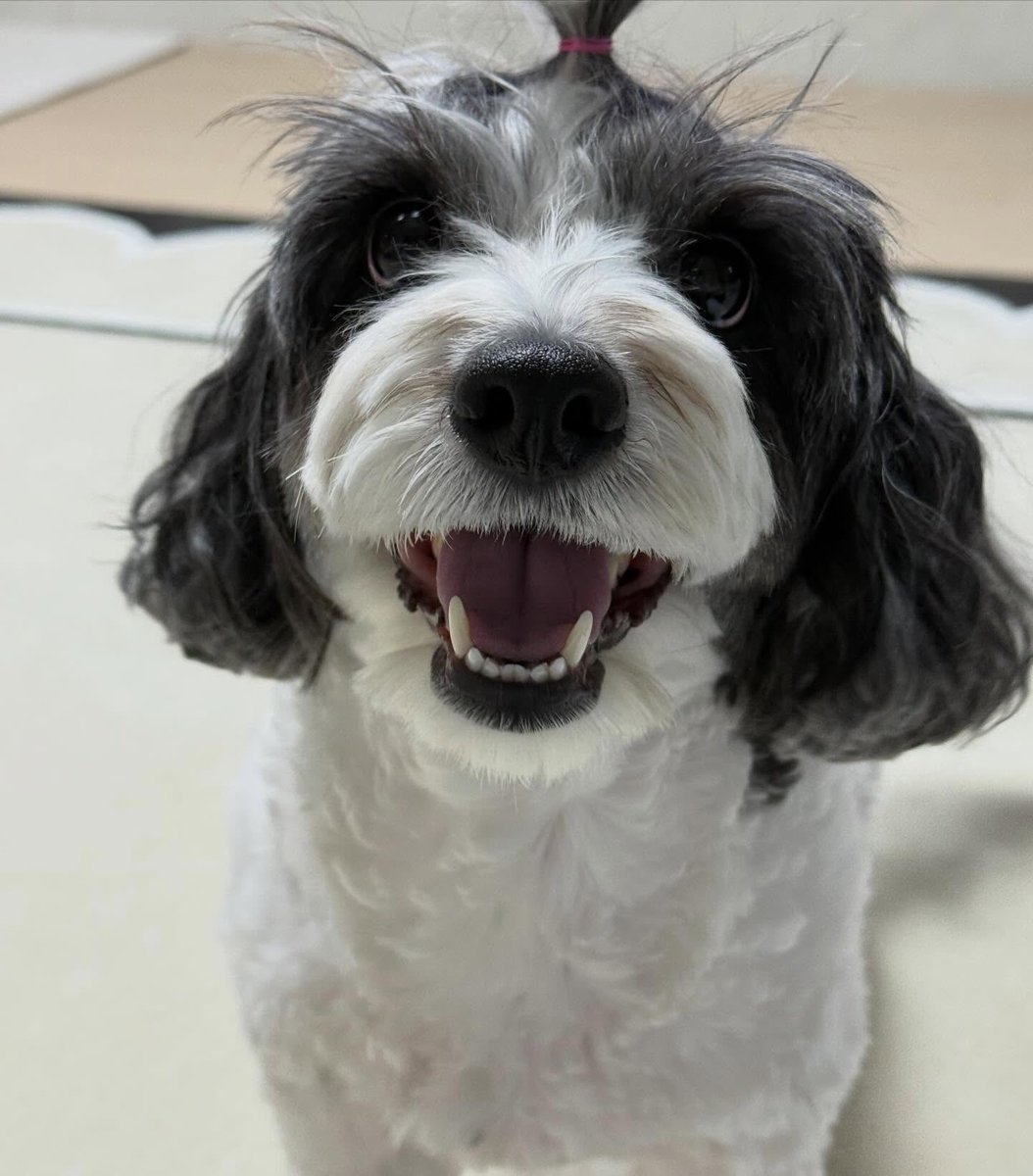 🐱🧣 tweet media