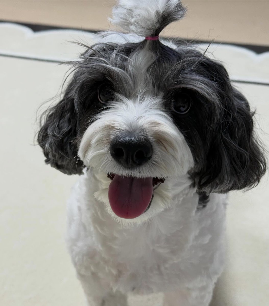 🐱🧣 tweet media