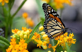 Niagara Bee tweet media