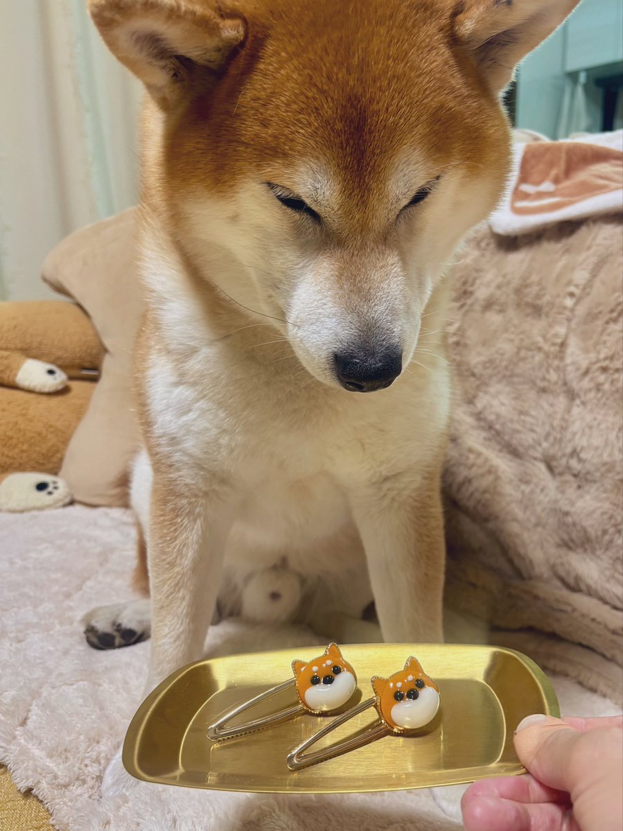 しばわんこ (@48dogchat1mame2) / Posts and Replies / X