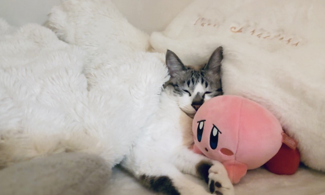 ぴえん猫ミント (@piennekomint) / Highlights / X