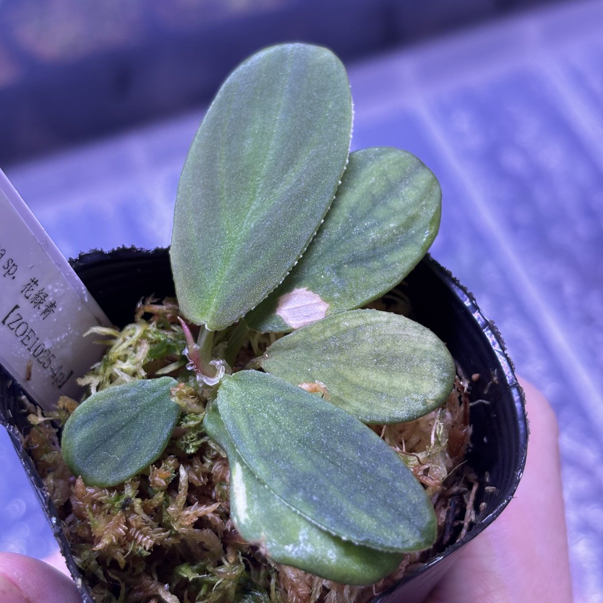 Homalomena sp. 花緑青 Tapanuli Selatan 【ZOE1025-4p】 ペタホマ系
