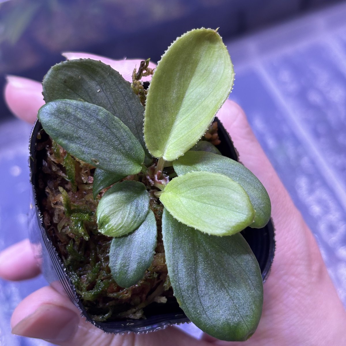 Homalomena sp. 花緑青 Tapanuli Selatan 【ZOE1025-4p】 ペタホマ系
