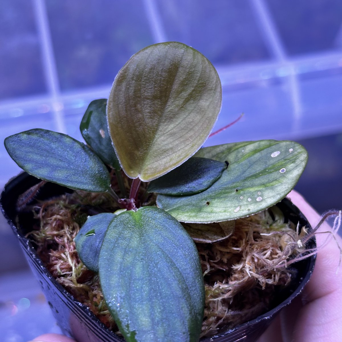 Homalomena sp. 花緑青 Tapanuli Selatan 【ZOE1025-4p】 ペタホマ系