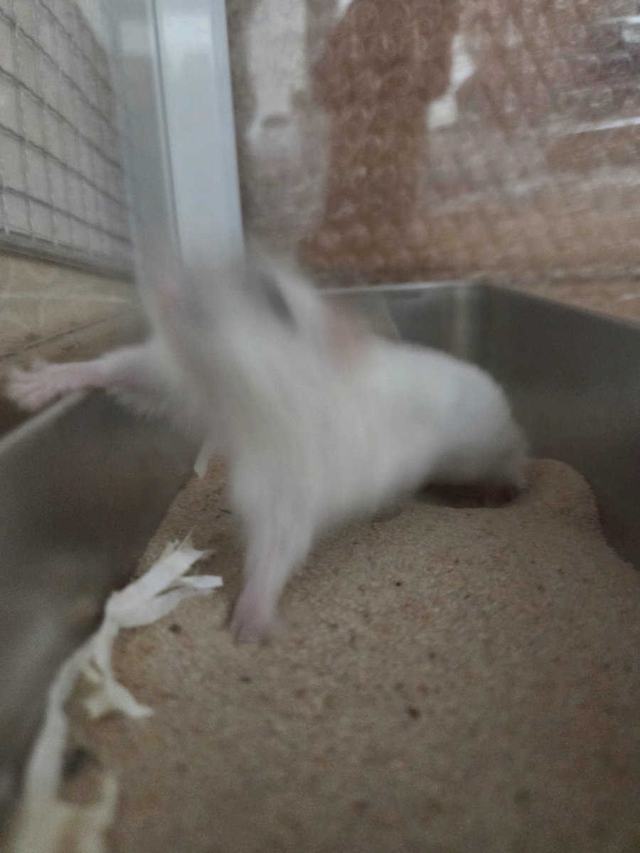 저 이럿케 부산스러운 햄 처음 봐요