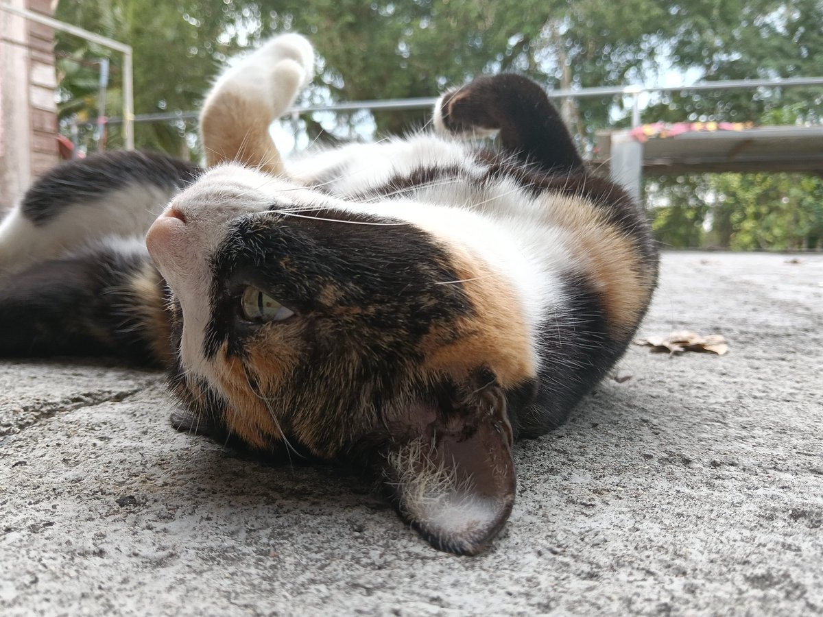 สุขสันต์วันตรุษจีนค่ะ ได้อั่งเปากันไหมเอ่ย? สำหรับมะลิ น่วมตั้งแต่วันจ่ายยันวันไหว้เลยค่ะ ปีนี้ขอให้ทุกคนเฮง ๆ นะคะ!
