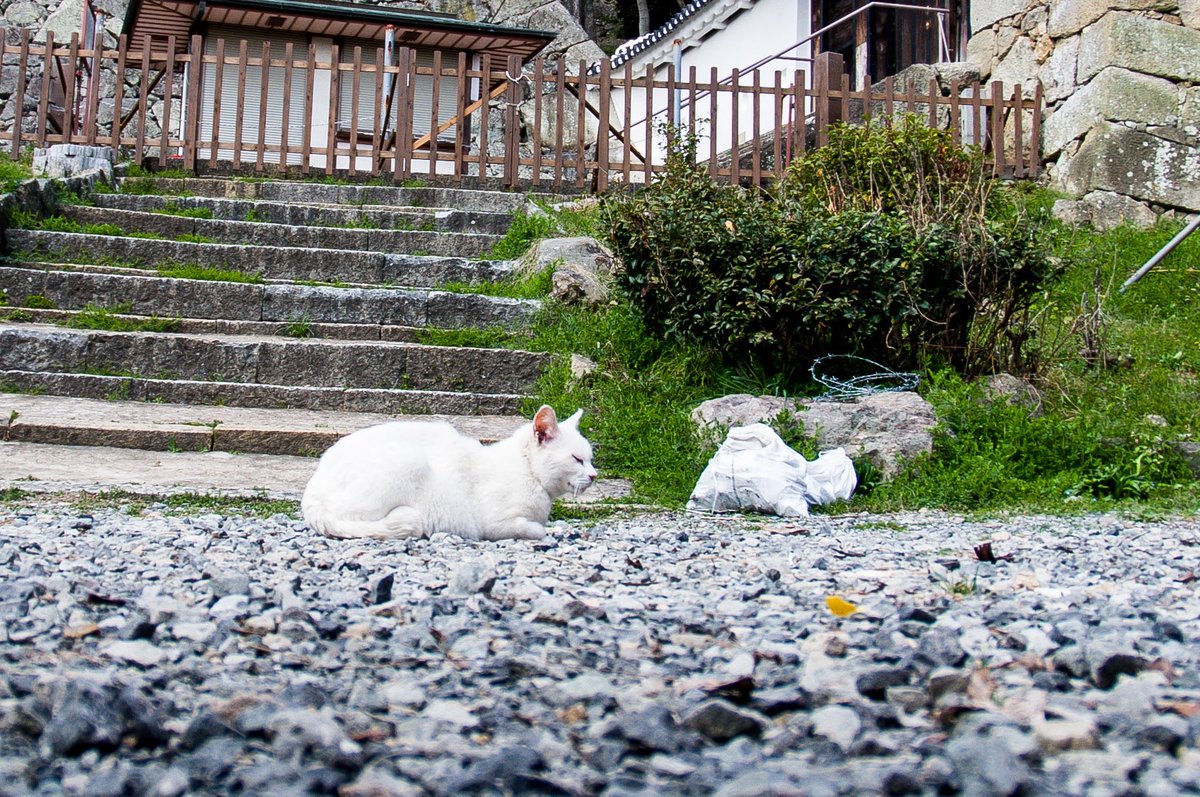 gamonobasi2's tweet photo. アニマルズ？

＃写真好きな人と繋がりたい ＃写真撮ってる人と繋がりたい ＃ファインダー越しの私の世界 https://t.co/4cNKVv4gFj