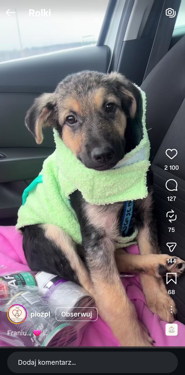 Franio! ❤️❤️❤️❤️❤️❤️😍😍😍😍😍
Ten cudny 4-mies  maluch był w 2 domach tymczasowych i z obu wrócił, bo rosną mu ząbki, więc gryzie.

Jest przecudowny i pilnie szuka kochającego, odpowiedzialnego Domu na zawsze! ❤️

Więcej info i tel. w tłycie poniżej. 

instagram.com/reel/DUxpYcNDE…